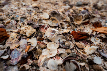 autumn leaves background