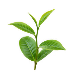 Green tea plant leaves close up on transparent background