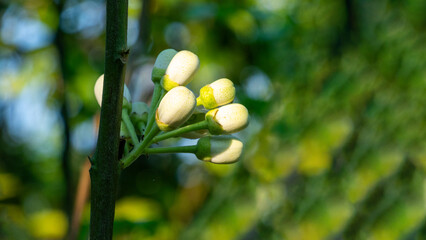 White to creamy white flower buds, likely from a citrus plant like a Ponderosa lemon, sweet orange,...
