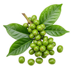 Green coffee beans and leaves isolated on transparent background