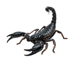 Detailed scorpion close up shot on transparent background