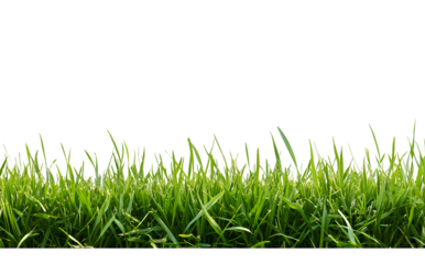 Untitled design - Beautiful green grass border on a transparent background (2)