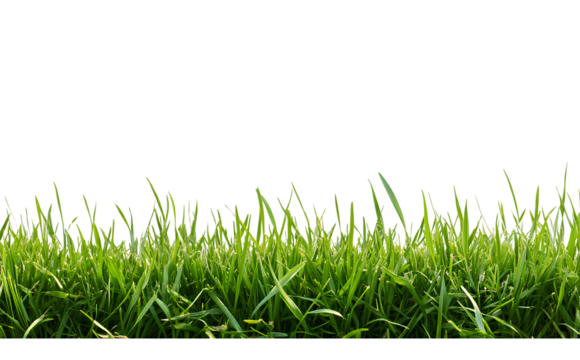 Untitled design - Beautiful green grass border on a transparent background (2)