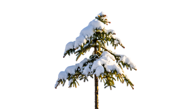 Snow covered pine tree art christmas, christmas-tree, snowman christmas, gifts christmas,   abstract, background, ball, bell, bow,, photo backgroundSnow-Covered Evergreen Tree Against Black Background