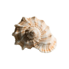Obraz premium Close-up of a beautiful spiral seashell against a transparent background.