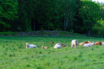 A Large Group of Cattle Grazing Happily in the Lush and Thriving Green Pasture Setting of Nature