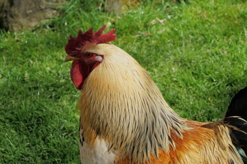 Portrait eines Gockels von hinten.