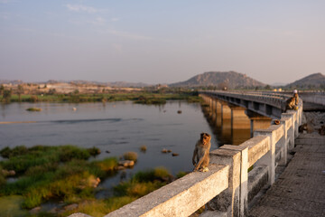 Obraz premium Monkeys Sitting on Bukkasaagara Aanegundi Bridge Over River at Sunset, Hampi, India