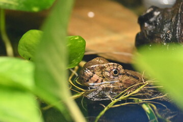 frog in the water