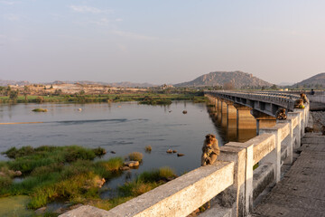 Obraz premium Monkeys Sitting on Bukkasaagara Aanegundi Bridge Over River at Sunset, Hampi, India