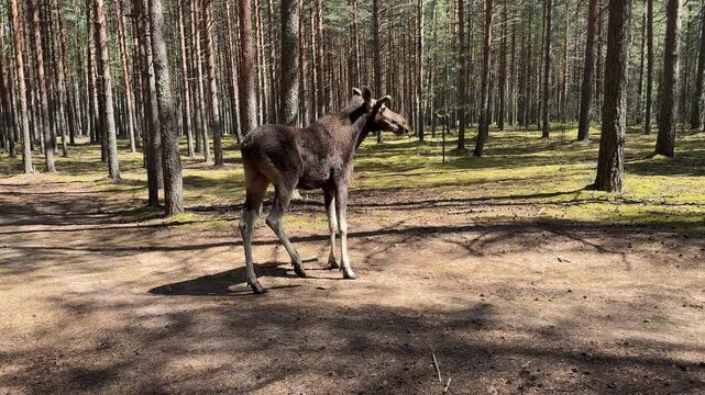 A young moose stands tall in the forest on a summer day. beautiful wild animal.