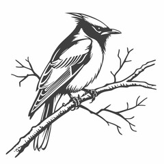 Majestic cedar waxwing perched on branch winter bird