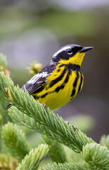 Magnolia warbler