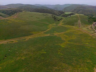 Hilly terrain with different vegetation, for grazing horses and livestock. The view from the drone....
