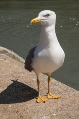 Möve am Fluss Tiber, Rom. Italien