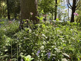 Spring forest floor blooming with pink campion and bluebells in sunlight.