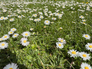 Low-angle shot of wild daisies spreading across a spring meadow under bright sun.