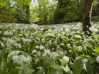 Lush spring woodland carpeted with flowering wild garlic under a green canopy.