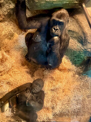 Adult and juvenile western lowland gorillas resting in an indoor zoo enclosure filled with straw bedding. The image captures a calm moment between the primates, highlighting their expressive faces and