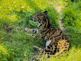 Clouded Leopard Resting in Grass at Zoo Habitat