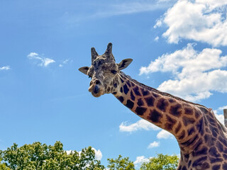Giraffe Against Blue Sky and Green Trees in Zoo Habitat