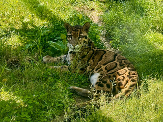 Clouded Leopard Resting in Grass at Zoo Habitat