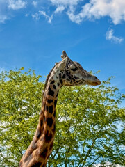 Giraffe Against Blue Sky and Green Trees in Zoo Habitat