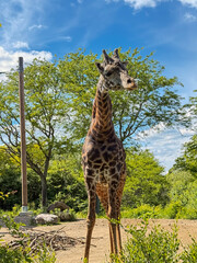 Full-Body View of Giraffe in Natural Zoo Habitat