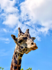 Close-Up Portraits of Giraffe Under Blue Sky