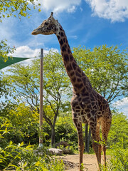 Full-Body View of Giraffe in Natural Zoo Habitat