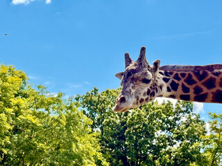 Curious Giraffe Looking Over Green Trees in Zoo Habitat