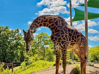 Giraffe in Outdoor Zoo Enclosure Under Bright Blue Sky
