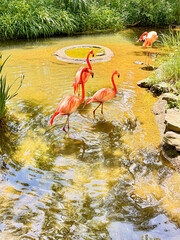 Flamingos Wading in Shallow Pond at Zoo Habitat