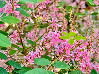 Pink Flowering Bush with Green Leaves in Full Bloom