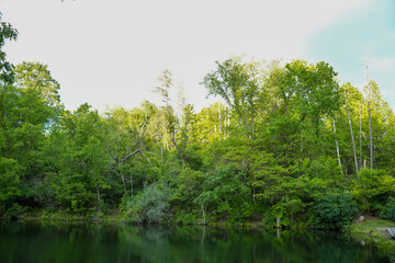 Peaceful Forest Pond with Green Reflections