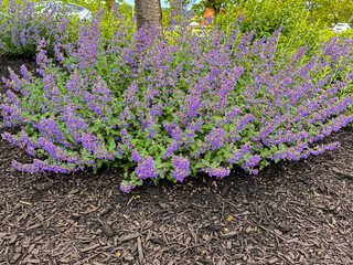 Vibrant Purple Catmint (Nepeta) Flowers in Mulched Garden Bed
