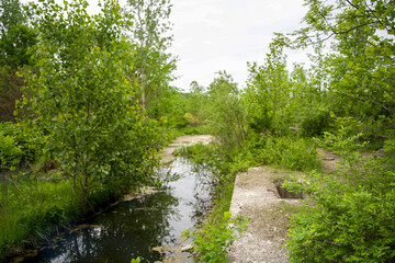 Overgrown Stream with Concrete Ruins in Forest