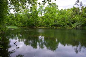 Peaceful Forest Pond with Green Reflections
