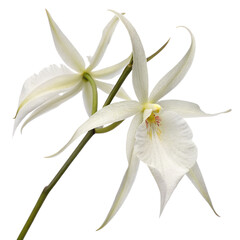 A ghost orchid with delicate white petals. isolated on a transparent background