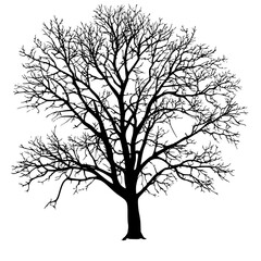 Obraz premium an illustration of a bare tree in the winter bare, black, illustration, silhouette, tree, winter , Generative art.