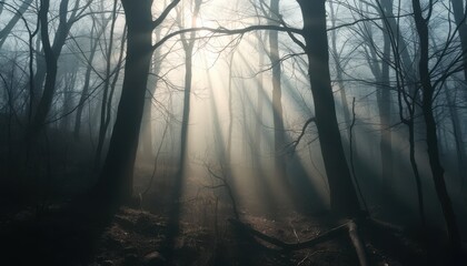 Sunbeams Piercing Through a Misty Forest
