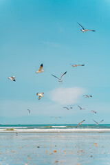 Seagulls on a coastal beach