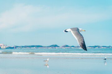 Seagulls on a coastal beach