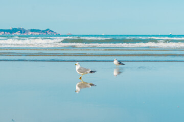 Seagulls on a coastal beach