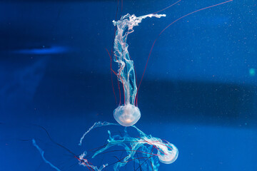 underwater photography jellyfish Purple striped jelly. Chrysaora colorata