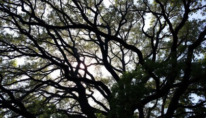Fototapeta premium Majestic Tree Canopy Silhouette with Sunlight Streaming Through Branches