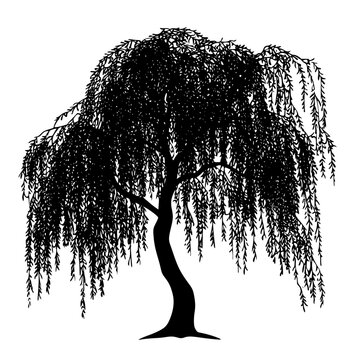 a black and white silhouette of a willow tree black, silhouette, tree, willow tree , Generative art.