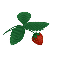 Strawberry isolated on green branch with leaves on transparent background. Vector illustration.