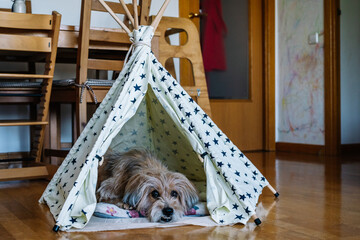Small dog relaxing inside teepee tent in child's room