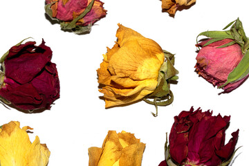 Close Up of Dead Dried Yellow and Red Rose Flower Petals on a White Background